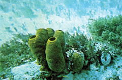 File:Sponge(animal).jpg