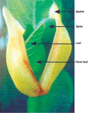 File:JackfruitStagesOfFloralBud.jpg