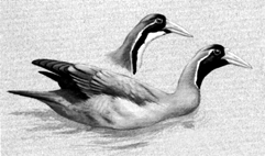 File:MaskedFinfoot.jpg
