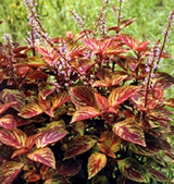 File:OrnamentalPlants2.jpg