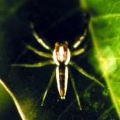 File:Spider11.jpg