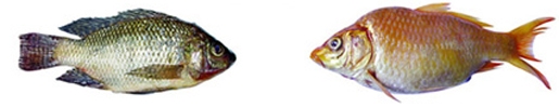 File:ExoticFish1.jpg