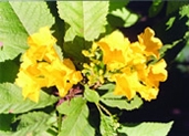 File:GardenFlowerYellowBell.jpg