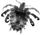 File:Louse(Crab).jpg