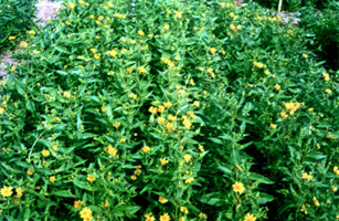 File:Niger.jpg