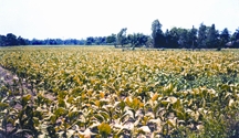 File:TobaccoField.jpg