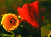 File:WildFlower14Bhola.jpg