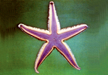 File:Seastar.jpg