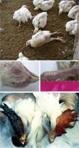 File:AvianInfluenza.jpg