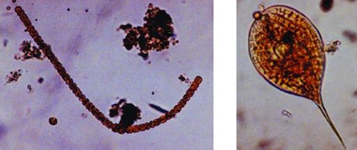 File:FreshwaterPlant4.jpg