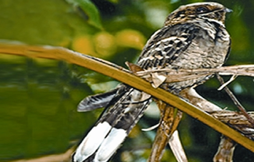 File:NightjarLongtailed.jpg