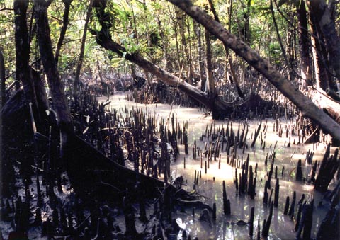 File:ForestMangrove.jpg