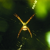 File:Spiderwithnet11.jpg