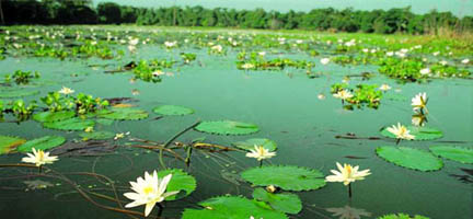 File:Wetland.jpg