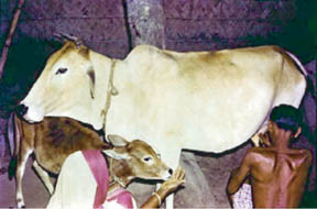 File:LivestockMilking.jpg