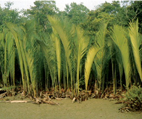 File:FloraPalant3.jpg