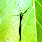 File:Spider13.jpg