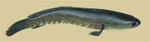 File:BiodiversityShole1.jpg
