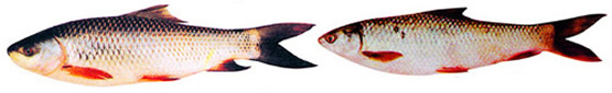 File:Carp1.jpg