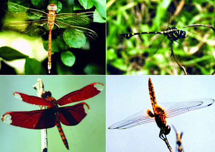 File:Dragonfly.jpg