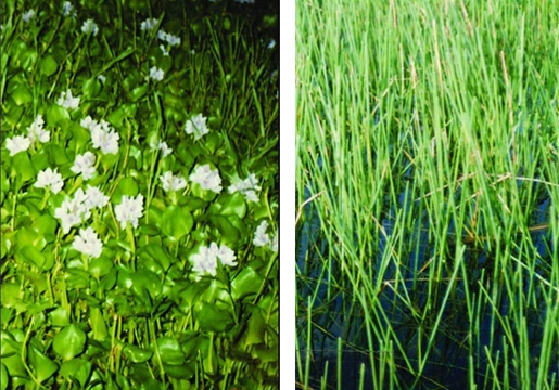 File:FreshwaterPlant1.jpg
