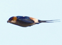 File:SwallowRed-rumped.jpg