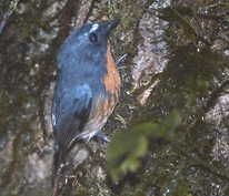 File:FlycatcherSnowy-browed.jpg