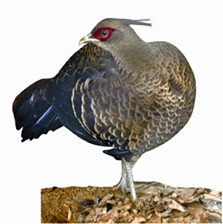 File:KalijPheasant.jpg