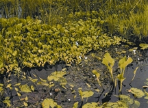 File:BiodiversityAquaticPlant.jpg