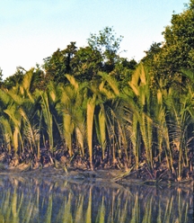 File:NipaPalm.jpg