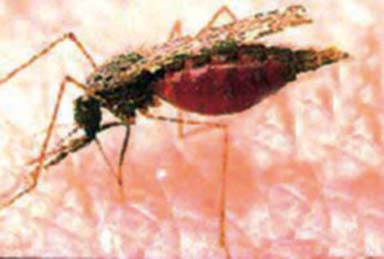 File:MosquitoAnopheles2.jpg