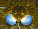 File:FrogToadHoplobatrachusTigerinus.jpg
