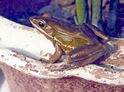 File:FrogToadHumeranaHumeralis.jpg