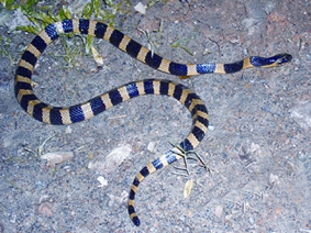File:Krait.jpg