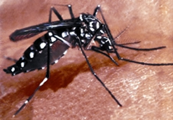 File:MosquitoAdes.jpg