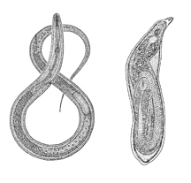 File:NematodePlant.jpg
