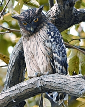 File:OwlBrownFish.jpg
