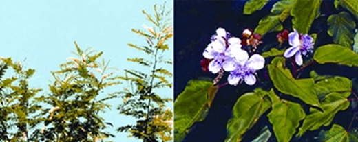 File:DyePlant2.jpg
