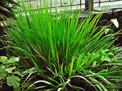 File:LemonGrass.jpg