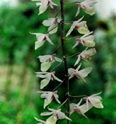 File:OrnamentalPlants7.jpg