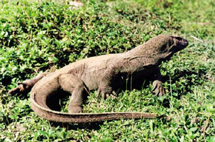 File:LizardMonitorReptile.jpg
