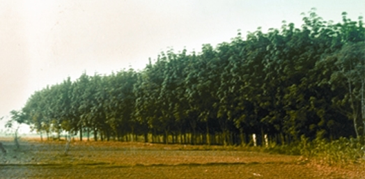 File:RubbarGarden.jpg