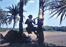 File:Gacchi.jpg