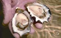 File:Oyster.jpg