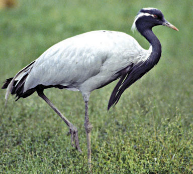 File:CraneDemoiselle.jpg