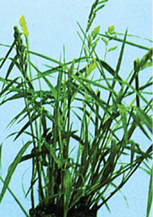 File:Herb2.jpg