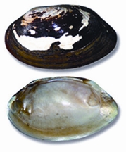 File:ClamsMussels.jpg