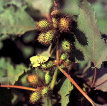 File:FloraPalant2.jpg