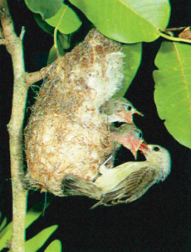 File:Flowerpecker.jpg