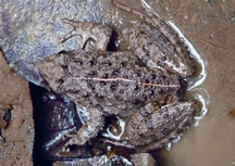 File:FrogToad3.jpg